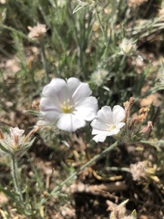 Convolvulus lanuginosus