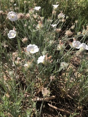 Convolvulus lanuginosus
