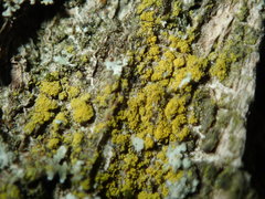 Candelariella xanthostigma