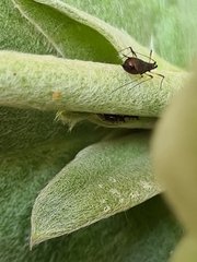 Neotoxoptera formosana