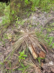 Tillandsia bartramii