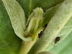 Neotoxoptera formosana
