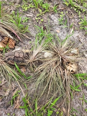 Tillandsia bartramii
