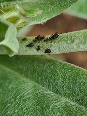 Neotoxoptera formosana