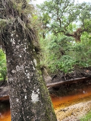 Tillandsia bartramii