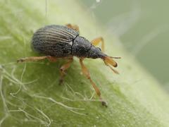 Pseudapion rufirostre