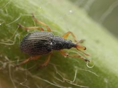 Pseudapion rufirostre