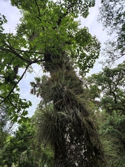 Tillandsia bartramii
