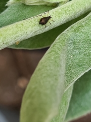 Neotoxoptera formosana