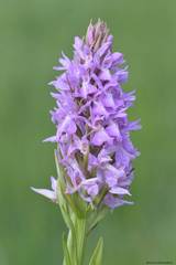 Dactylorhiza elata