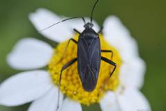 Calocoris nemoralis