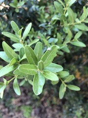 Buxus sempervirens