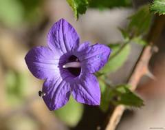 Campanula lusitanica