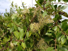 Plagianthus regius