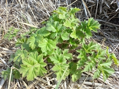 Heracleum sphondylium sibiricum