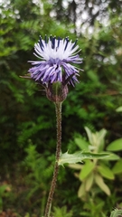 Carthamus caeruleus