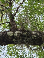 Tillandsia bartramii