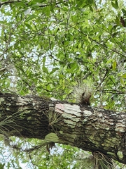 Tillandsia bartramii