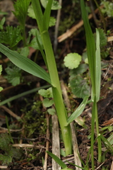 Poa remota