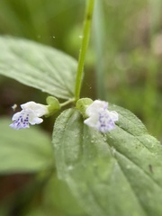 Scutellaria nervosa