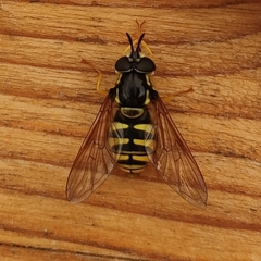 Chrysotoxum cautum