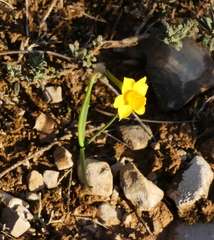 Narcissus assoanus