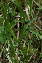 Poa remota