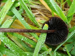 Entoloma percrinitum