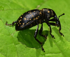 Liparus glabrirostris