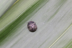 Calacta lugubris