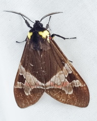 Dysschema panamensis