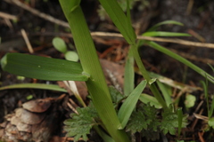 Poa remota
