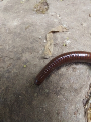 Pachyiulus hungaricus