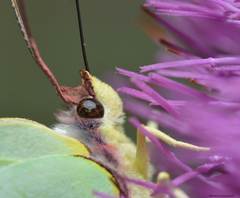 Gonepteryx cleopatra