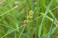 Carex cristatella