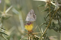 Melanargia titea