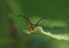 Phytoecia affinis