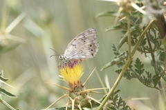 Melanargia titea