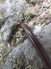 Pachyiulus hungaricus