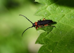 Phytoecia affinis