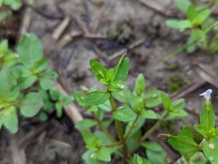 Lindernia procumbens