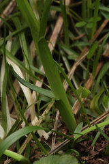 Poa remota