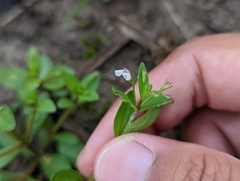 Lindernia procumbens