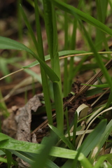 Poa remota