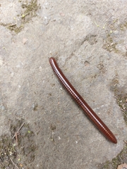 Pachyiulus hungaricus