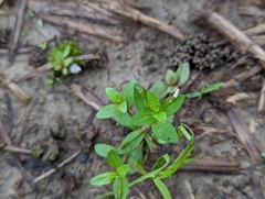 Lindernia procumbens