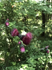 Cirsium rivulare
