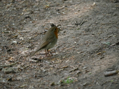 Erithacus rubecula