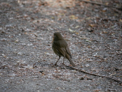 Erithacus rubecula