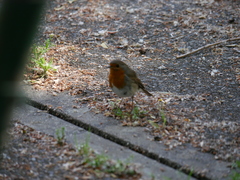 Erithacus rubecula